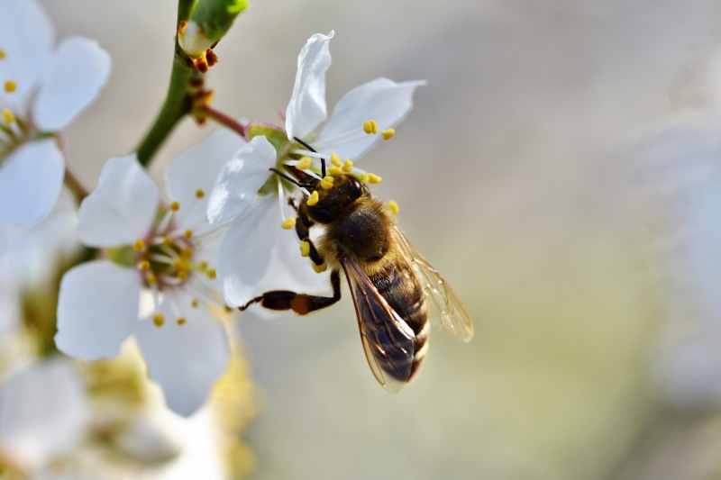 jardinerie-LE PRADET-min_bee-4092986